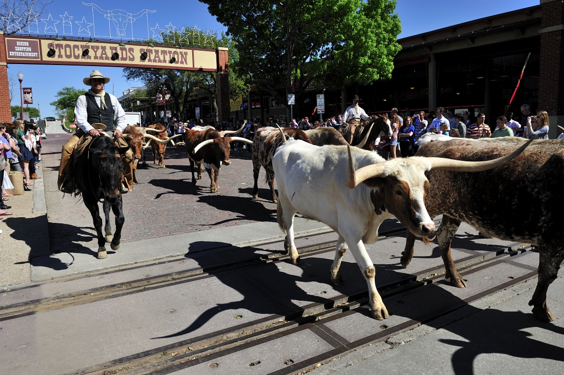 Cattle Drive at Fort Worth
