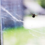 spider on a web on a window - feature image for RV spiderwebs