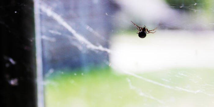 spider on a web on a window - feature image for RV spiderwebs