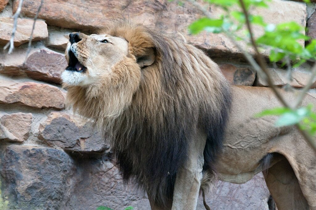 A lion at the Fort Worth Zoo