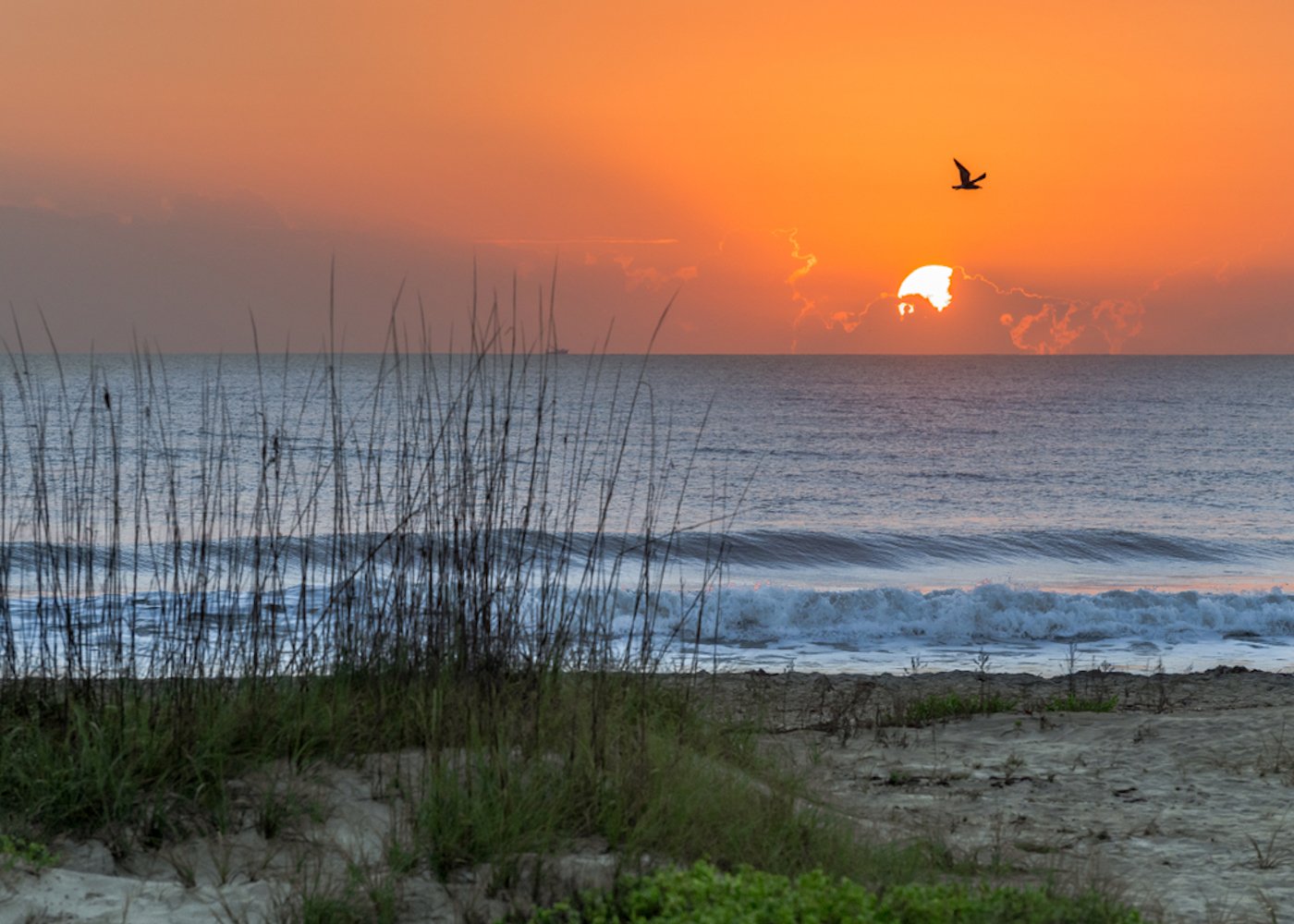 A bird flies in front of the sunrise in Coco Beach, Florida, USA.