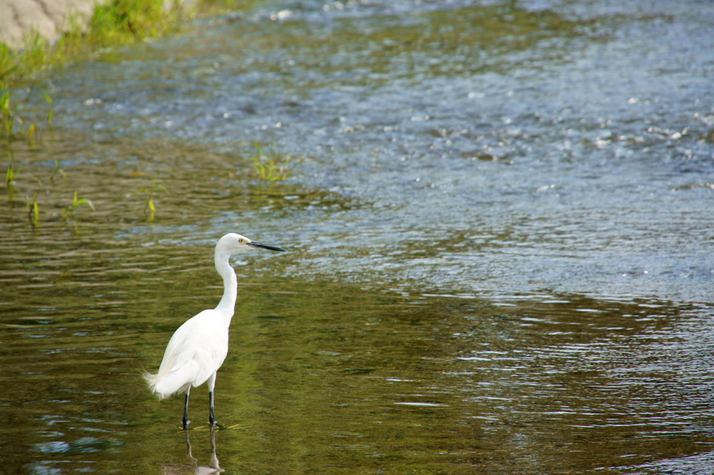 Egret standing on a grassy shore