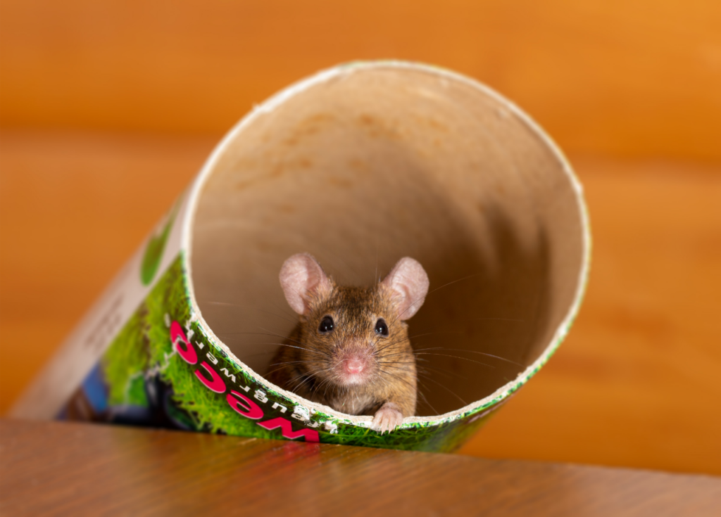 a mouse hiding in a cardboard tube