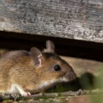 mouse under wood, feature image for how to get rid of mice