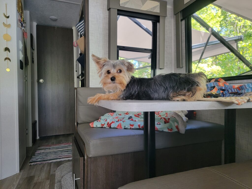 unattended pets in RV