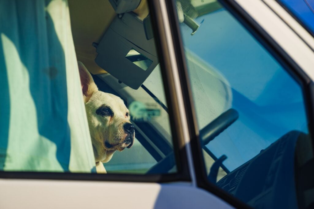 dog in RV, image for pet emergencies