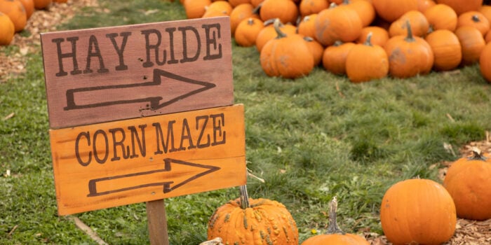 field of pumpkins with hay ride and corn maze signs