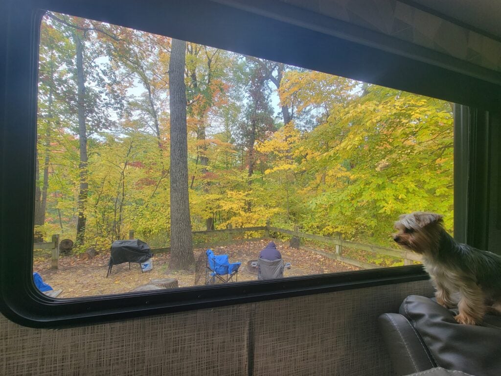 dog in window, image for camping with pets
