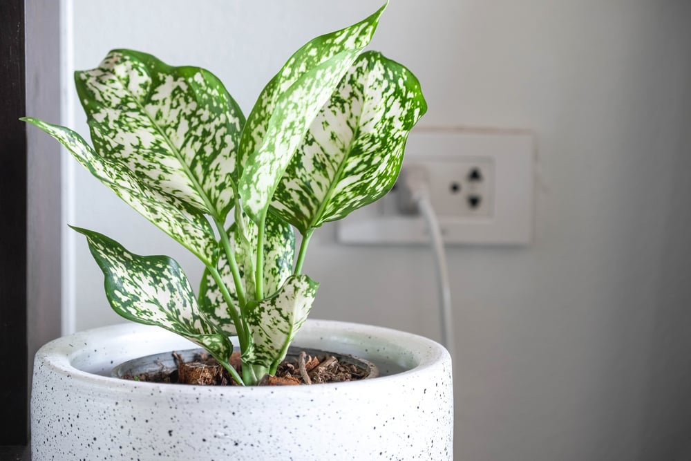 Chinese Evergreen for inside your RV (Image: Shutterstock)