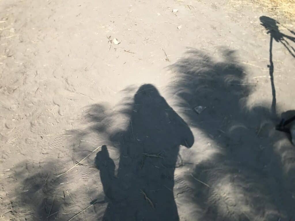 Unique shadows on the ground as a result of the 2017 solar eclipse. Photo: Carol Carimi Acutt.