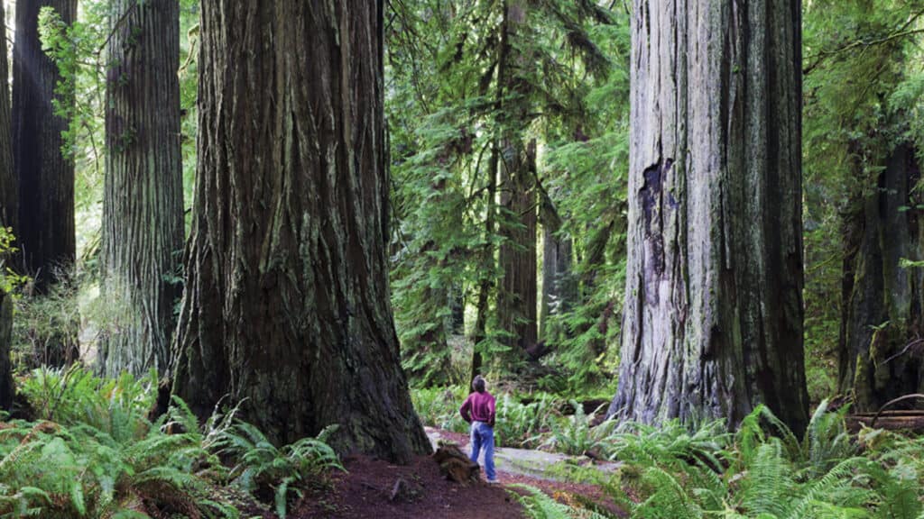 Stand in awe on Avenue of the Giants (Image: @RedwoodCoast, Flickr)